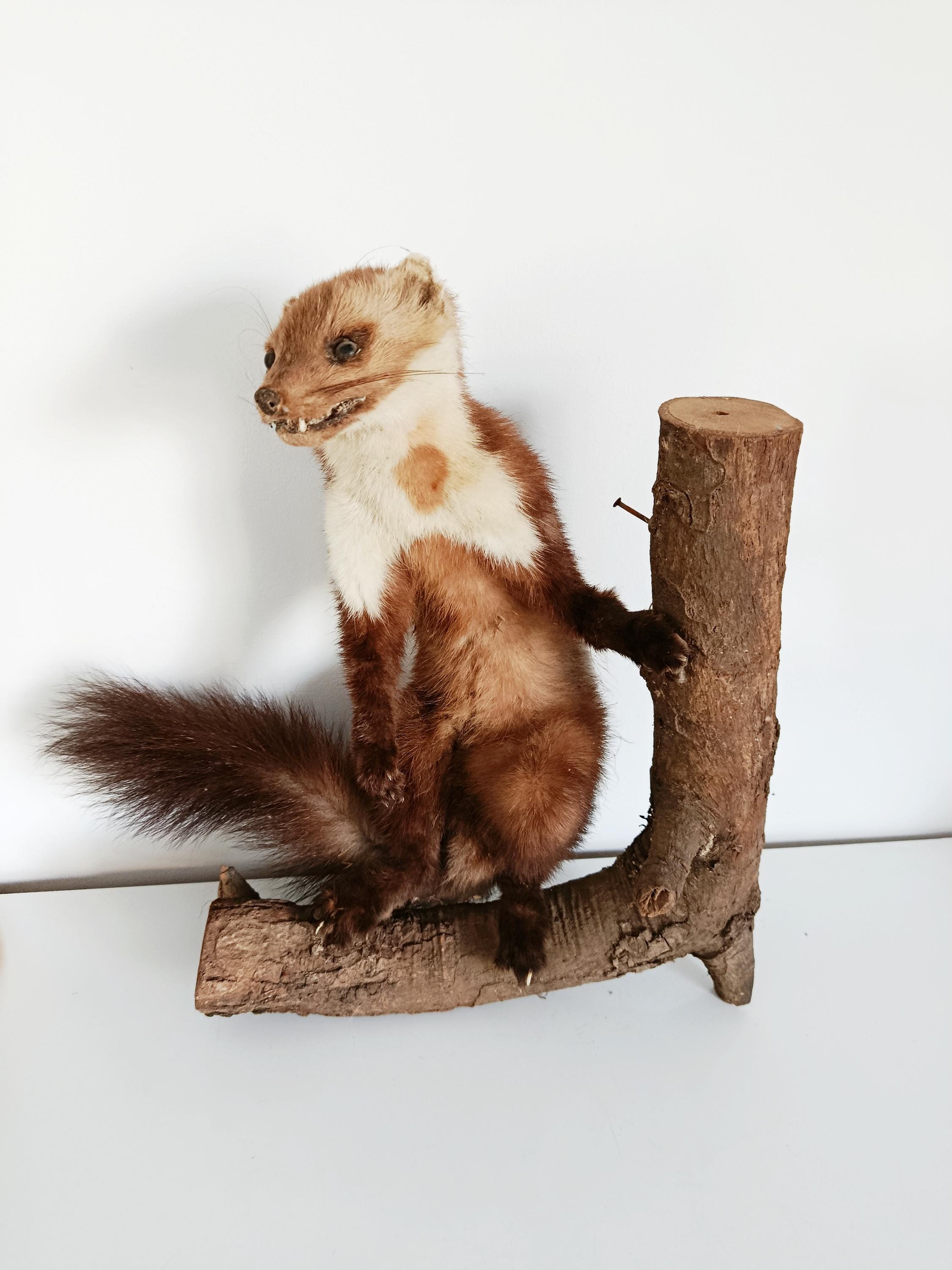 剥製＆珍品 - Etsy 日本