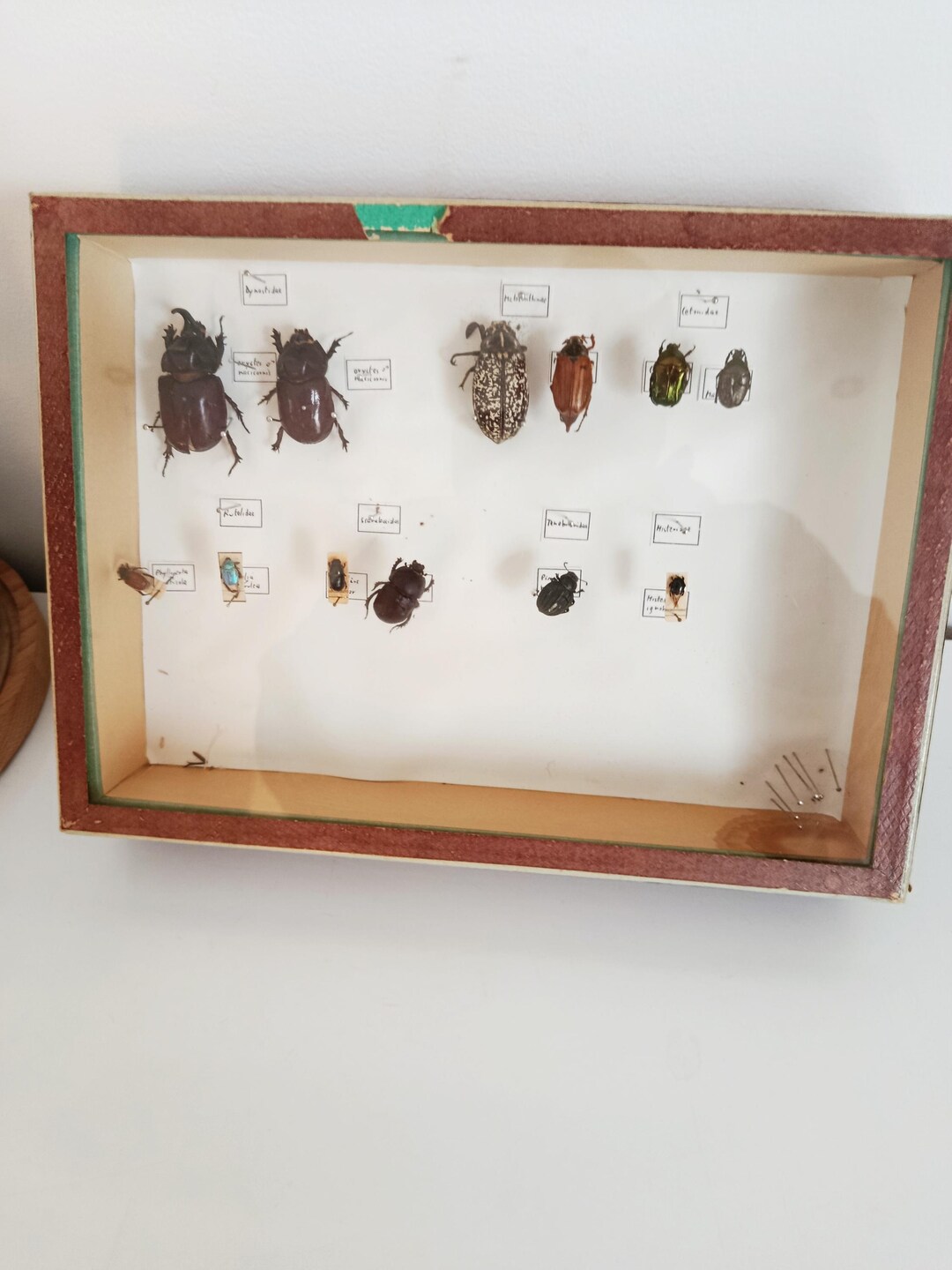 Antique Entomological Collection – Pinned Beetles – Scarabs & Rose ...
