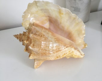 Giant Strombus Lambi / Large vintage collectible shell 20 cm