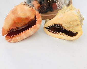Ensemble de coquillage / Strombe / océan shell /seashell