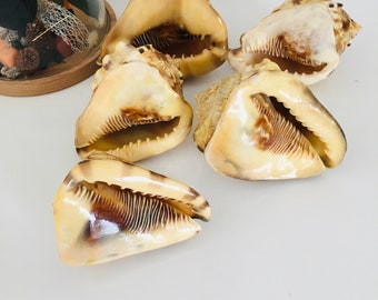 Seashell set / Strombus cassis cornuta / ocean shell /seashell