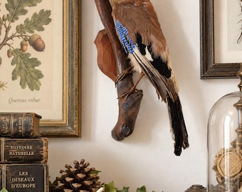 Puede incluir: Un arrendajo euroasiático disecado posado sobre una rama de madera de color marrón oscuro. El ave presenta un plumaje marrón, negro y blanco con distintivas plumas alares rayadas en azul brillante y negro, un pico negro y una mancha oscura en el ojo.