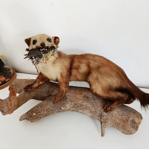 Superb old marten/beech marten with stuffed prey on its vintage trunk