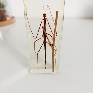 May include: A preserved stick insect encased in clear resin. The insect is brown with long, slender legs and antennae, positioned with a small twig inside a rectangular block. The resin block is transparent, allowing full visibility of the insect.
