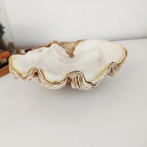 Pode incluir: Uma concha grande e aberta com um interior liso em branco creme e um exterior texturizado e estriado em tons de castanho, bege e bronzeado. A concha apresenta uma borda ondulada e festonada com um centro profundo e côncavo.