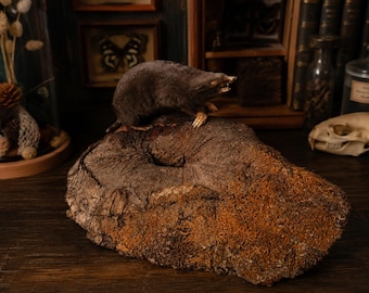 Ancienne Taupe Naturalisée sur Souche de Bois – Cabinet de Curiosités – Taxidermie Vintage – Natural History Decor