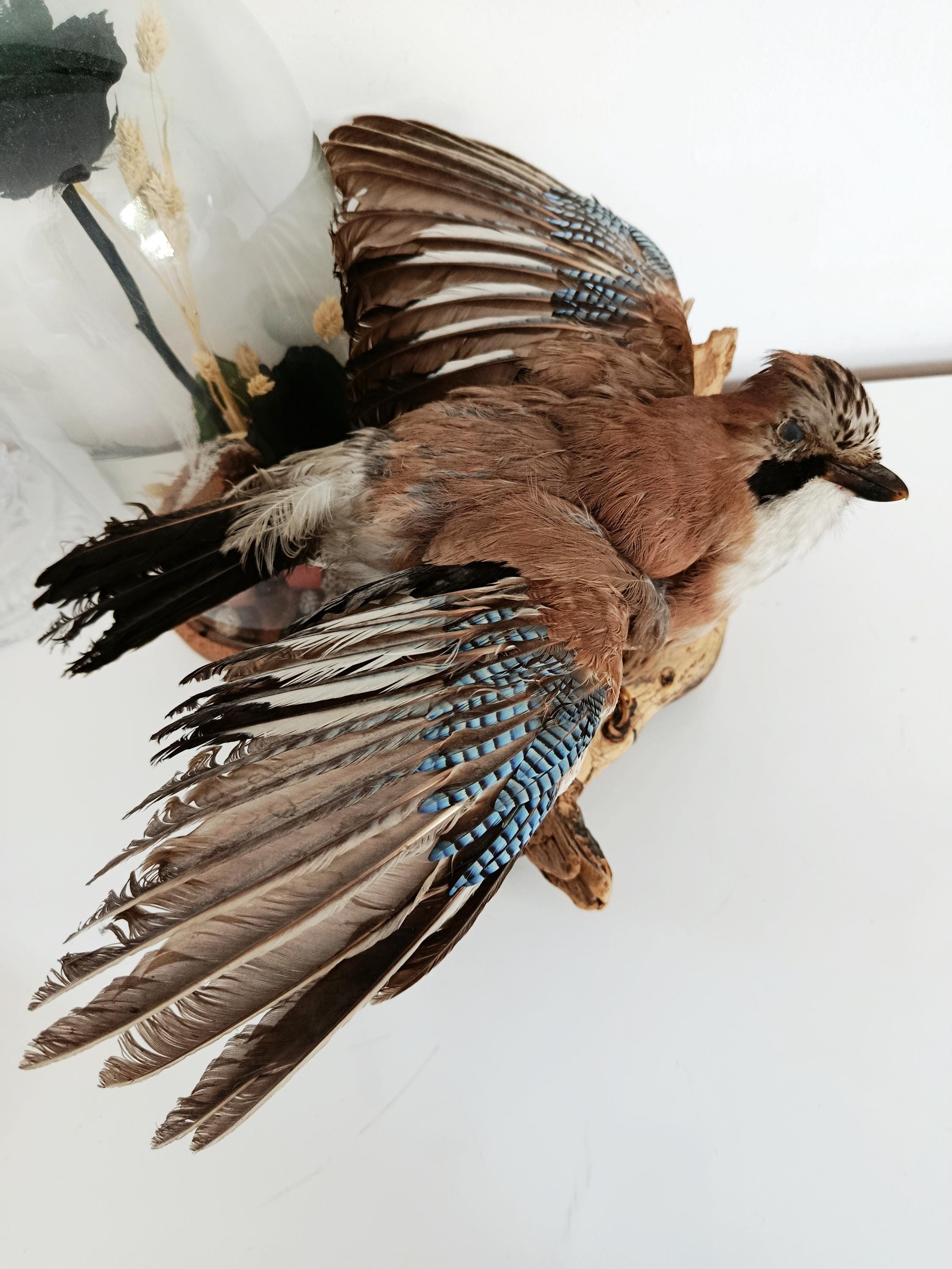Antique taxidermy parrot - Etsy 日本