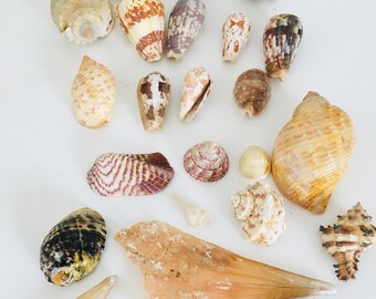 Ensemble de coquillage / océan shell /seashell