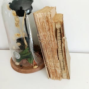 May include: A black rose encased in a glass cloche with a wooden base, accompanied by dried wheat and vintage books. The books have aged, tan pages and visible stitching. The cloche is clear, allowing a full view of the rose.