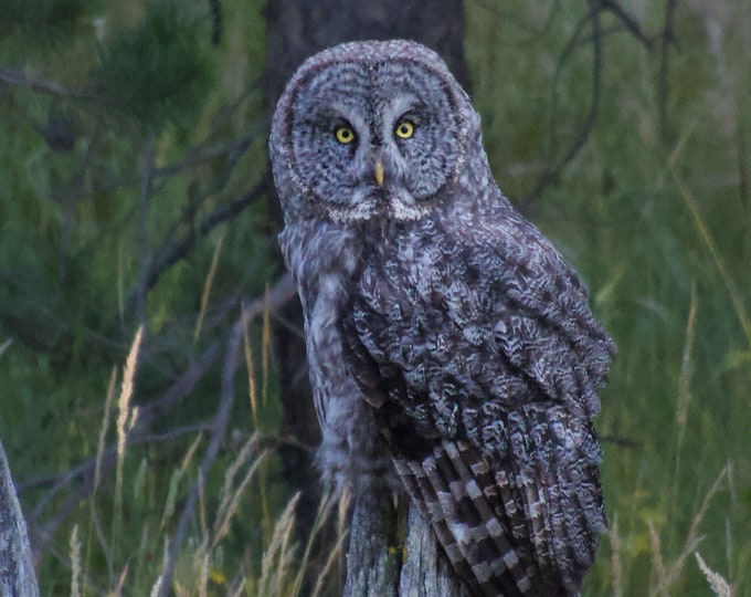 Great Gray Owl