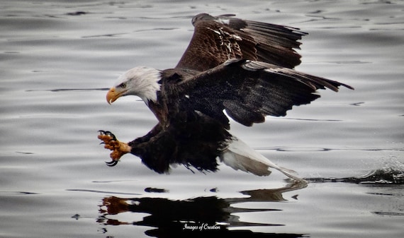 Eagle Eyes