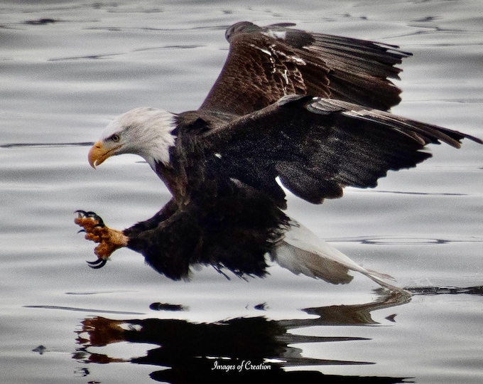 Eagle Eyes