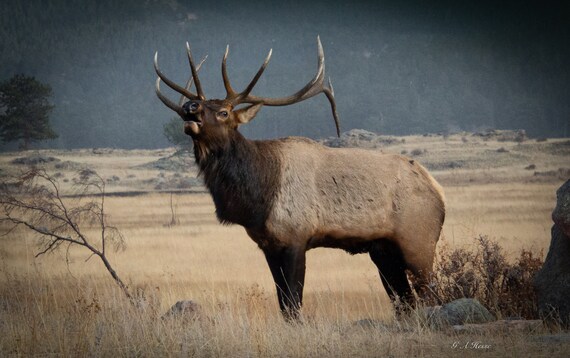 Bugling Elk