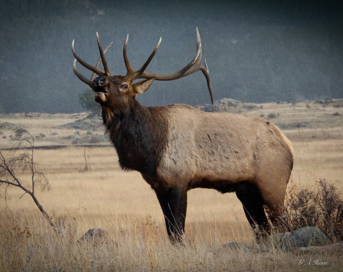 Bugling Elk
