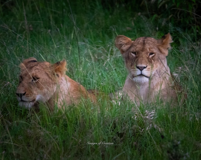 Lions Hanging Out