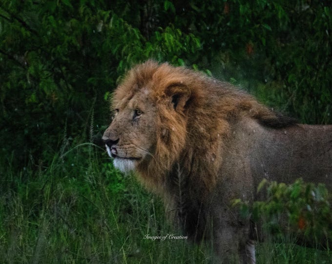 King of the Mara