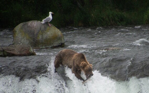 Grizzly at Katmai