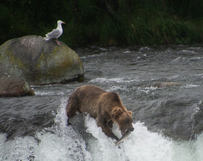 Grizzly at Katmai