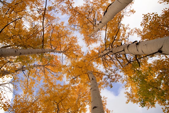 Golden Aspens in Colorado