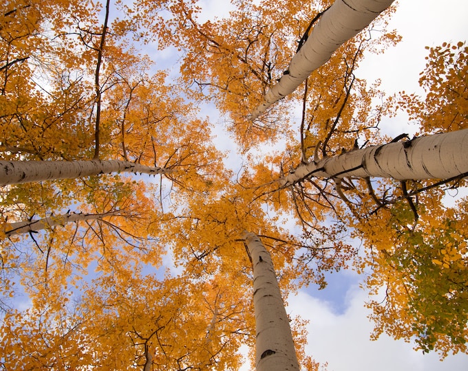 Golden Aspens in Colorado