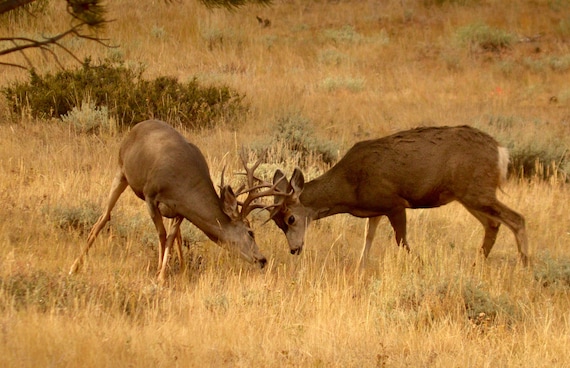 Sparring Deer