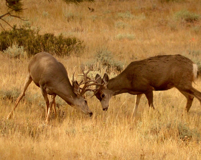 Sparring Deer
