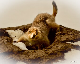 Prairie Dog in Colorado