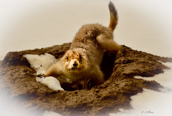 Prairie Dog in Colorado