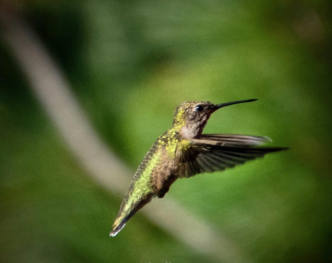Humming Bird, don't flw away