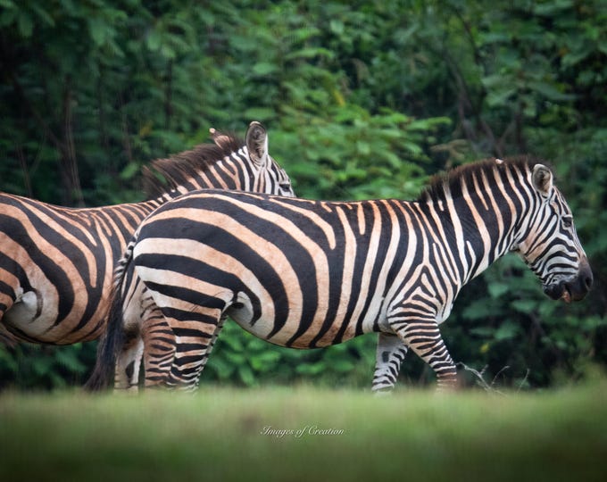 Zebra in the Mara