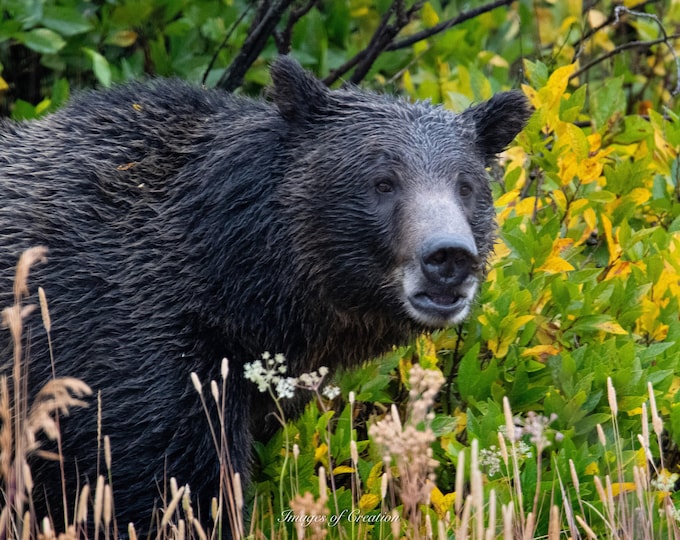 Bear in the Tetons