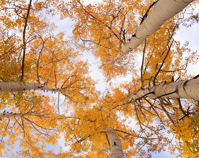 Golden Aspens in Colorado