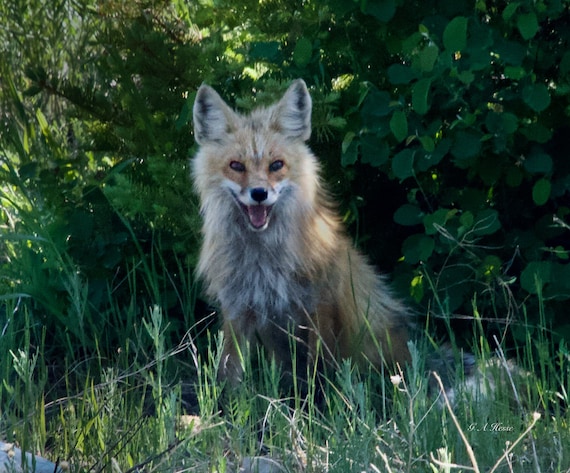 Red Fox