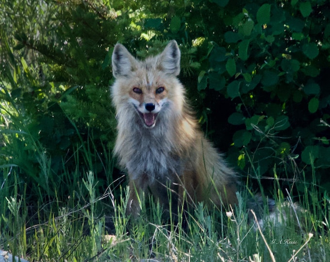 Red Fox
