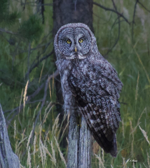 Great Gray Owl