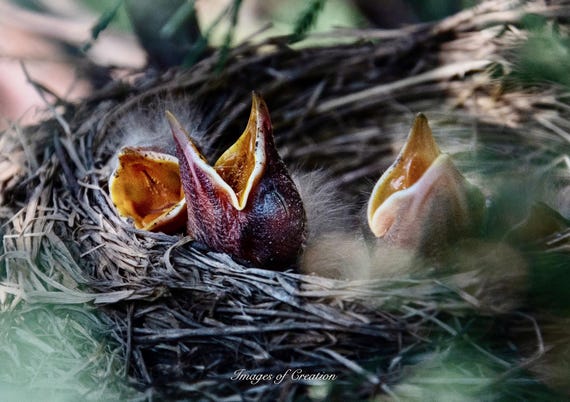 Baby Robins