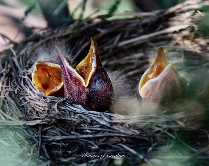 Baby Robins