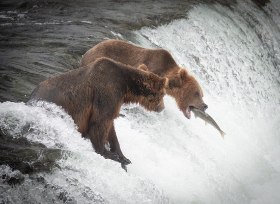 Grizzly at Katmai