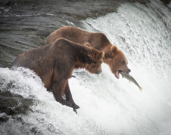 Grizzly at Katmai