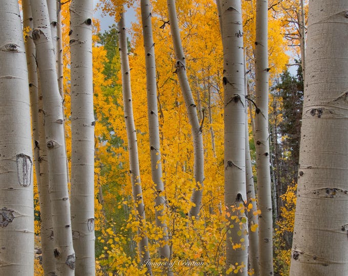 Colorado Aspen