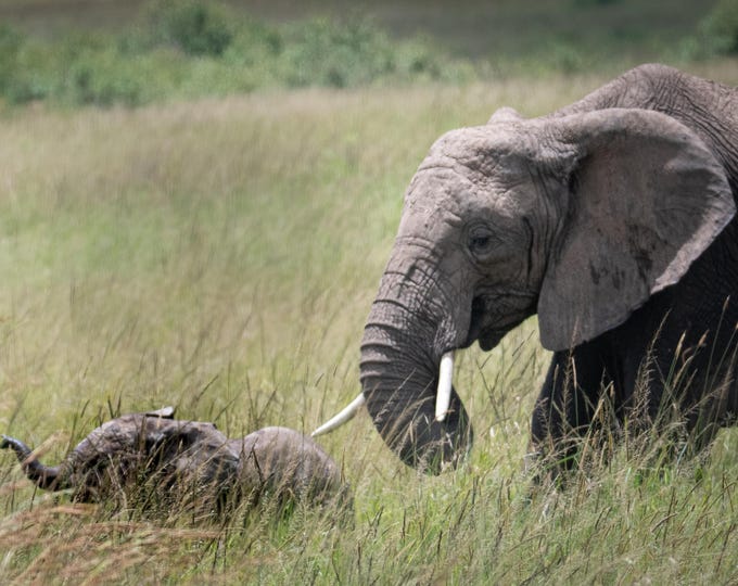 Momma and Baby Elephant