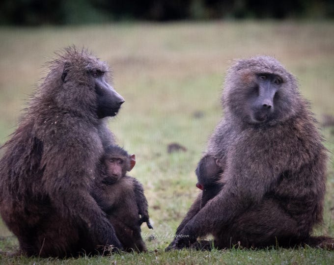 Mothers of Preschoolers