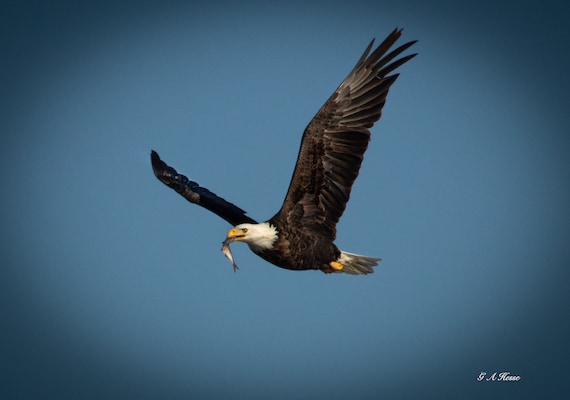 Soaring Eagle