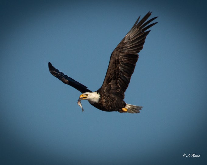Soaring Eagle