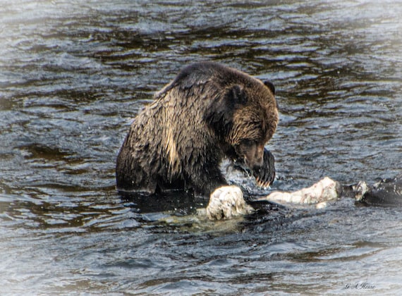 Grisley in Yellowstone