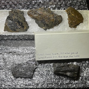 May include: Four pieces of fossilised tree bark from the Carboniferous Era, 350 million years old, found at Blue Beach, Nova Scotia.