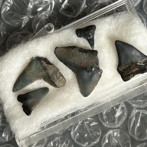 Prehistoric Fossilized Makos Teeth - Shark Tooth Collectibles