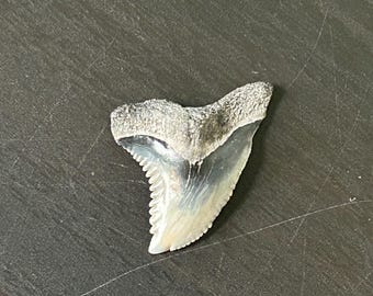 Fossile préhistorique à dents de requin à collectionner (3 cm)