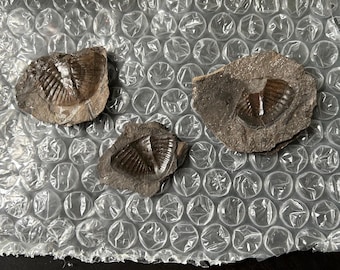 Fossilisierte Trilobitenfossilien – Sammlerstücke unter den marinen Arthropoden