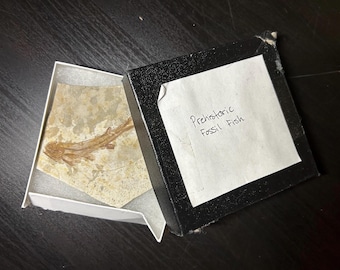 Fossil Fish Prehistoric Liaoning China Well-Detailed Lycoptera Collectible Piece
